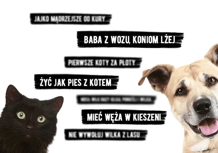 Frazeologizmy ze zwierzętami: odkryj ich znaczenie i zastosowanie Frazeologizmy ze zwierzętami: odkryj ich znaczenie i zastosowanie