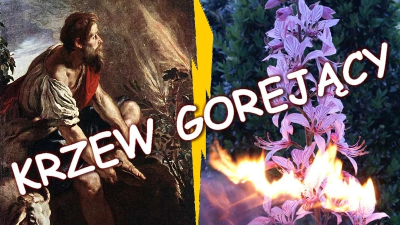 Krzak gorejący frazeologizm – znaczenie i biblijne konteksty Krzak gorejący frazeologizm – znaczenie i biblijne konteksty