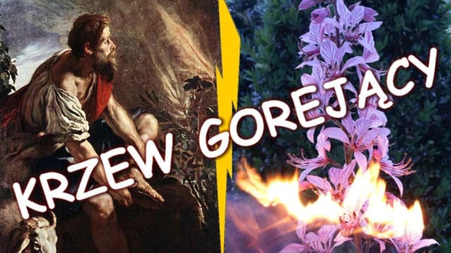 Krzak gorejący frazeologizm – znaczenie i biblijne konteksty Krzak gorejący frazeologizm – znaczenie i biblijne konteksty